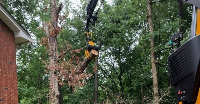 Tree decline symptoms affecting mature trees in Southern Maryland neighborhoods