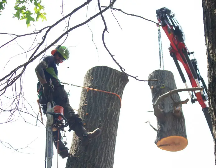 Tree removal services across Southern Maryland, serving Mechanicsville, Hollywood, Leonardtown, Prince Frederick, La Plata, Lusby, and nearby areas with safe, expert care.