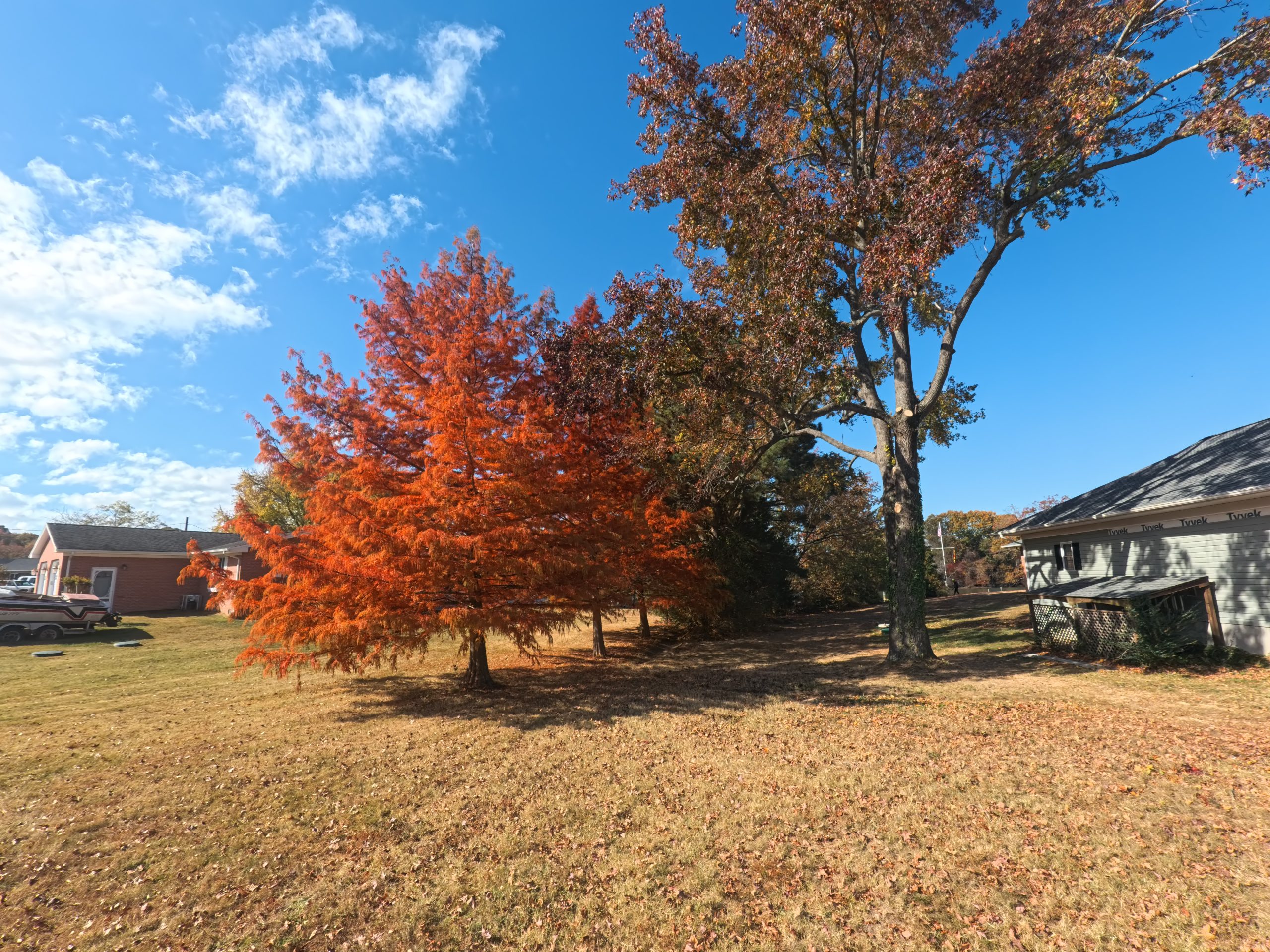 Tree Trimming Near Me in Mechanicsville, MD