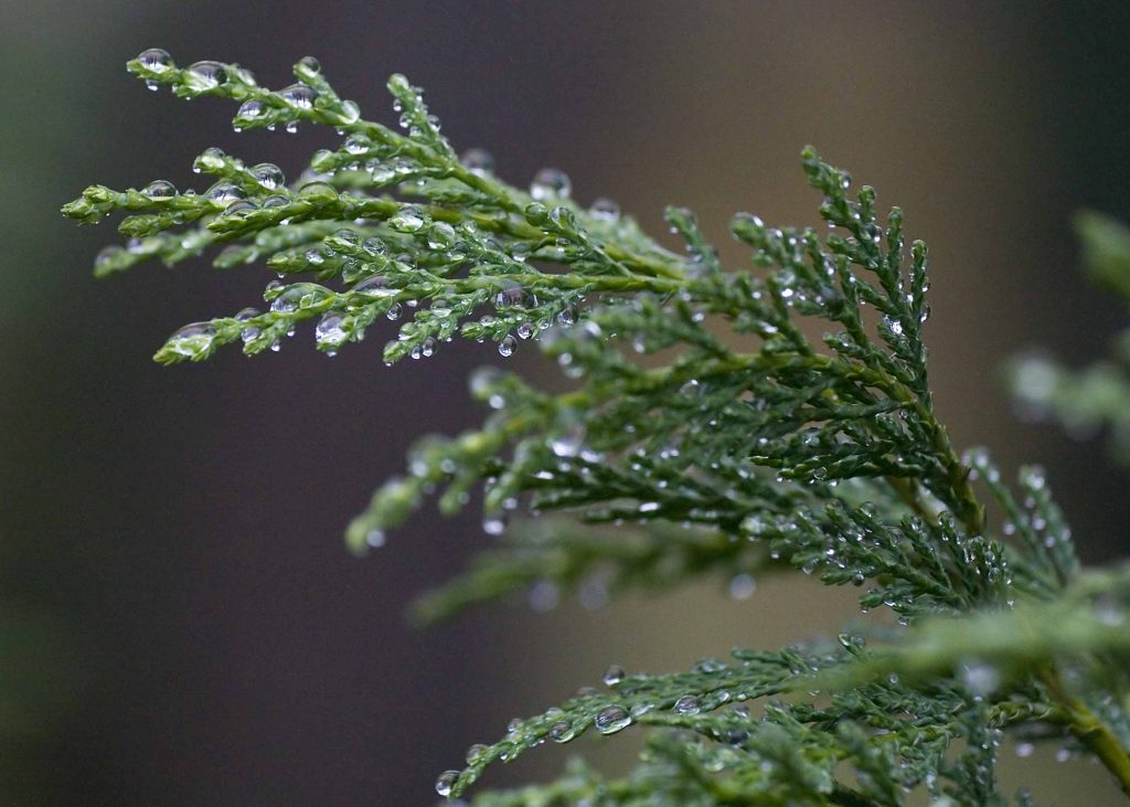 Leyland Cypress