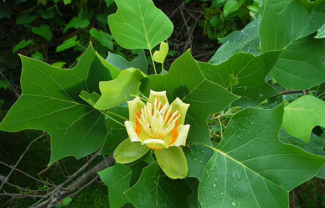 Southern Maryland tree identification showing oak, maple, and evergreen pine trees together