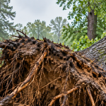 Lifted soil and exposed roots around a leaning tree after heavy rain in Southern Maryland